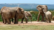 4-day Garden Route Private Tour from Cape Town to Addo Safari