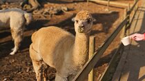 South of Jeju Island Package Tour in Alpaca Land