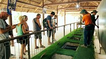 Exploring Cu Chi Tunnels Tour in HCM City