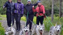 Hiking with Husky in Akureyri