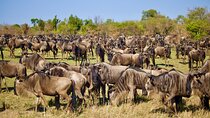6 Days Wildebeest Migration Calving Safari