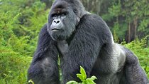 4 Days 3 Nights Rwanda Gorilla Private Trekking