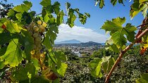 Vineyard experience in Pozzuoli