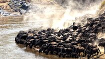 6 Day Great Wildebeest Migration Across the Mara River