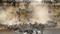 4 Day Tour of Serengeti Great Wildebeest Migration in Mara River