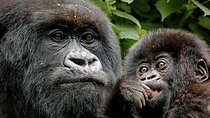 3 Day Exciting Gorilla Trekking Experience in Uganda