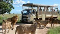 Half Day Lion and Safari Park Tour