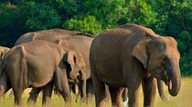 Sri Lanka Unveiled: 12 Nights Complete Experience Package