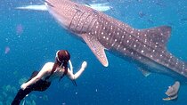 Cebu: Oslob Whale Shark Swimming & Kawasan Falls Canyoneering