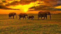 3 Days 2 Nights OlPejeta Safari From Nairobi