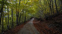 Private Tour in the Chestnut Forest of Steni Evia
