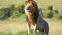 5 Hour Nairobi National Park Game Drive