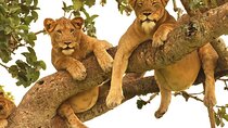 12 Day Pearl of Africa Nature And Wildlife Experience