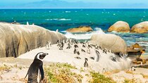 Cape Peninsula Sightseeing Tour