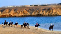 3 Hours Sunrise Horse Riding Beach and Desert from Marsa Alam