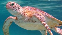 Akumal Turtles Snorkeling and GoPro pictures