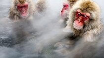 Snow monkeys from Tokyo: Full-Day Private trip with Local Guide