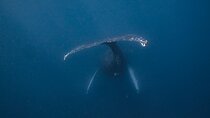 Whale and Dive Combo Tour in Los Cabos