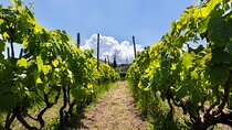 Guided Wine Tasting Experience in a Roman Vineyard