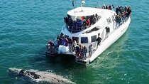 Hermanus Whale Watching and Wine Tasting Private Tour