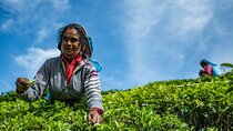Tea Plucking and Tea Factory Tour From Kandy