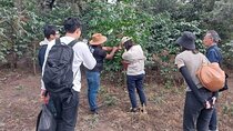 Coffee tour near the Agua Volcano with tasting