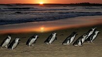 Discover Melbourne City and Penguin Parade Eco Tour 
