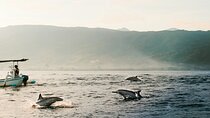Dolphin Watching at Lovina Beach and North Bali Sightseeing Tour