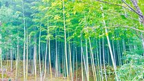 Half-Day Private Guided Tour to Arashiyama, Kyoto