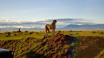7 Day Tour of Amboseli Lake Nakuru and Masai Mara