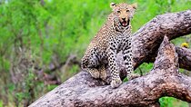 Kruger National Park. 2 Days Best Ever Safari from Cape Town