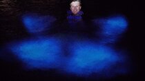 Grand Cayman Bioluminescence Experience