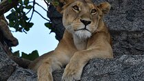 Big Five Classic Safari in Tanzania **Sustainable Travel approach