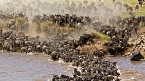 PRIVATE Wildebeest Calving Safari, Tanzania, January to March 