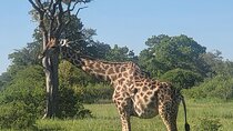 Full Day Chobe National Park and River Experience