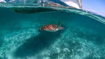 Half Day Tour: Turtles Encounter in Akumal Beach 
