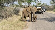 4 Days - Best of Johannesburg with Kruger 2 Days Safari