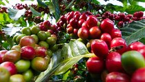 Kiambu Coffee Farm and Factory Guided Tour with Entry Fees
