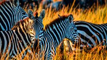 Best-Selling 4 Days Tanzania Private Mid-Range Safari Tour