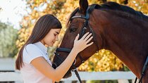 Guided tour of the stables of El Ranchito in Malaga