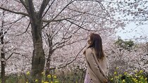 2025 JEJU Cherry Blossom West&South Full Day Tour with UNESCO