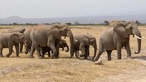 Day tour to Amboseli National Park and Maasai Village