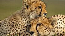 9 Days 8 Nights Classic Safari Tour in Kenya and Tanzania 