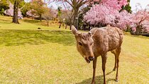 Kyoto & Nara 1 Day Private Charter Car Tour from Osaka or Kyoto