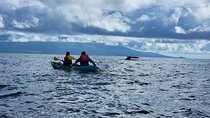 Unlimited Guided Kayaking and Snorkeling Tour-Olowalu