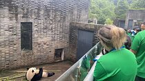 Private Volunteer Program At Dujiangyan Panda Rescue Center