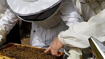 A Private Adventure to Discover Honey on the Roof in Cannes.