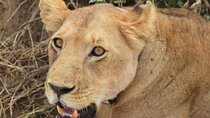The Best 4 Days Serengeti & Ngorongoro Private Mid-range Safari