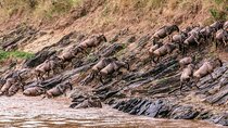 3 DAYS 2 NIGHTS GROUP JOINING MAASAI MARA SAFARI Using a 4x4 Jeep