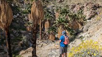 Palm Springs Hike to an Oasis and Amazing Desert Views